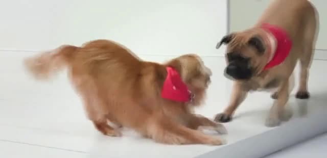 Chick-Fil-A 'All About Dogs'