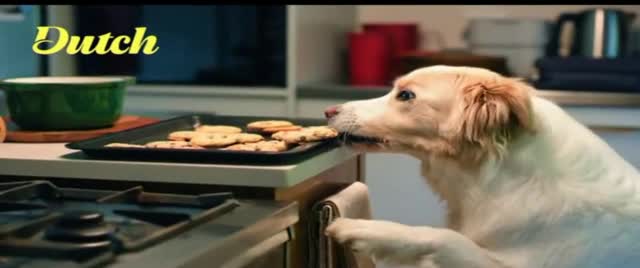 Dutch 'Home for the Holidays'