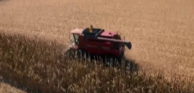 Beck's Hybrids 'The Dig'