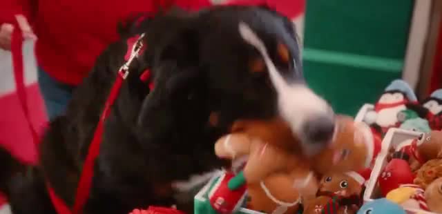 PetSmart 'Fotos con Santa'