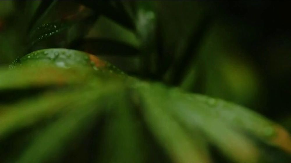 Monster Energy Zero Sugar “Tropical Jungle” 2025/2026