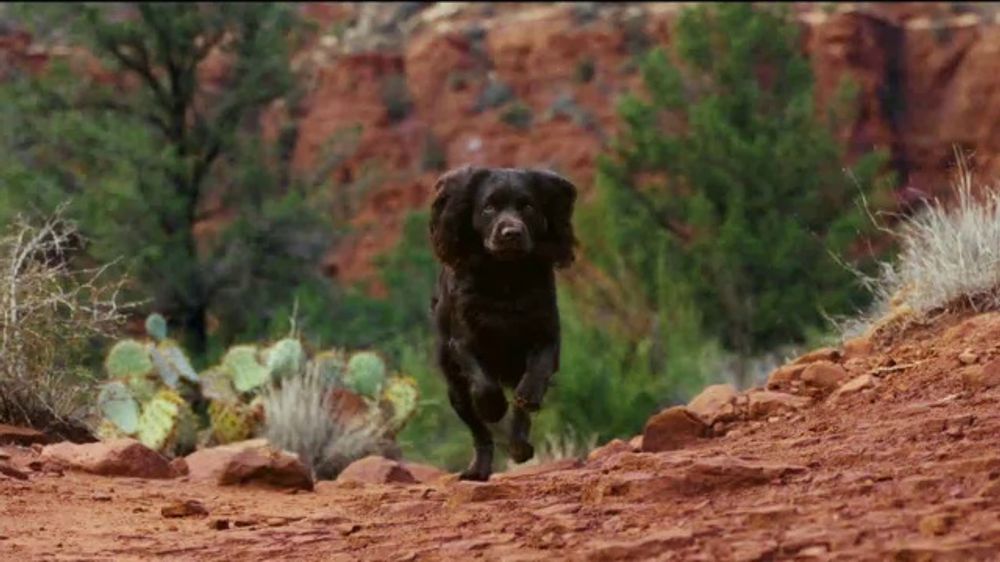 Purina Advantage: Next Generation 🐾🥼