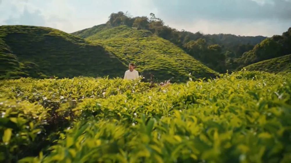 Gold Peak Iced Tea – Real – 2026