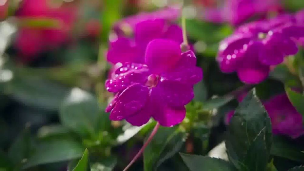 The Home Depot Spring Black Friday 2026 – “FIFA World Cup: What Blooms Best”