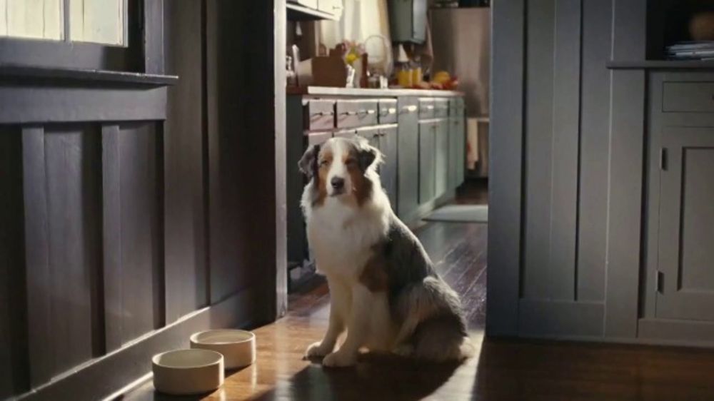 Chewy.com “The Answer” – 2026 