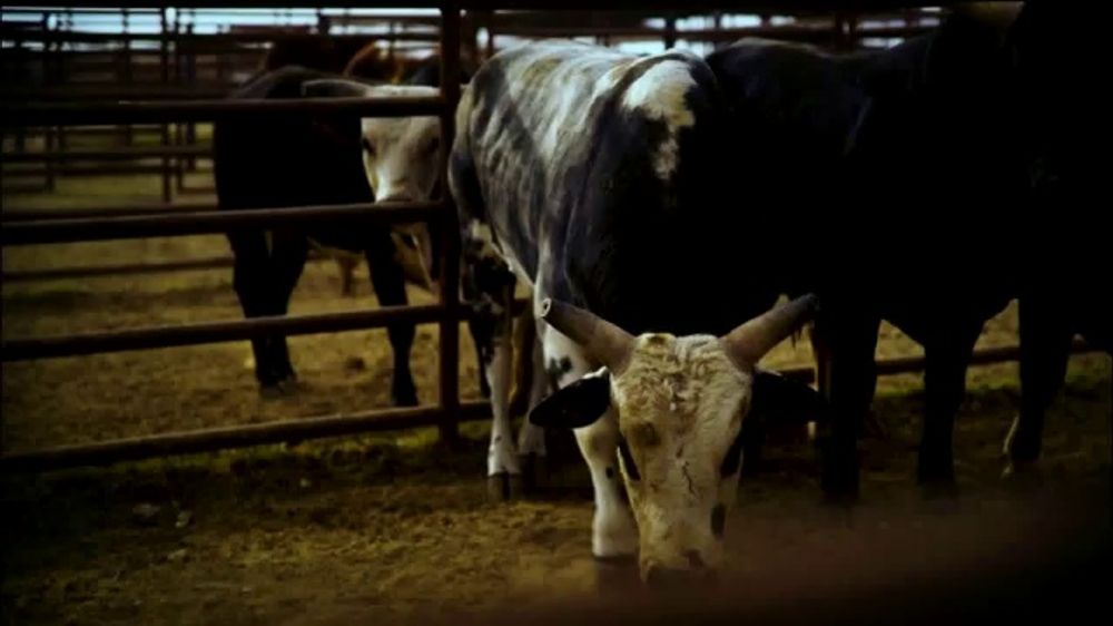 YETI Bloodlines: The Bulls – 2026