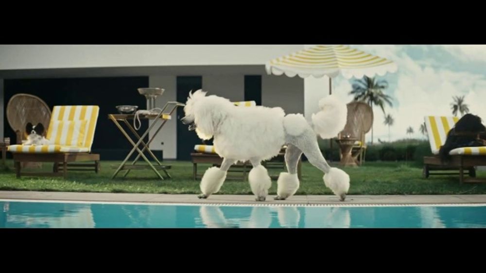 Uber EATS Hot Dogs (Song by Big Boss Vette) – 2026 