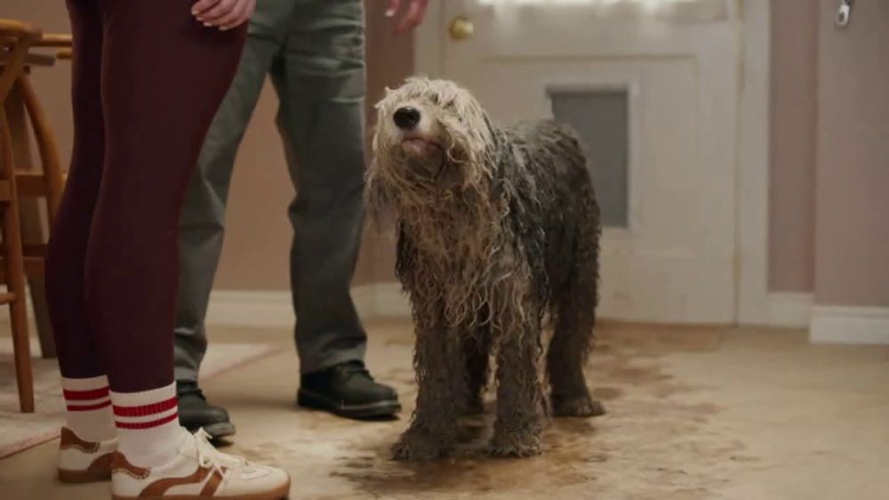 Stanley Steemer Dirty Dog – 2026 