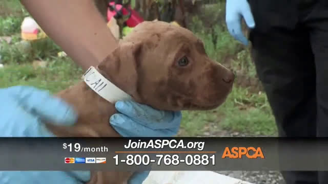 Aspca Dog Fighting Ad Commercial On Tv
