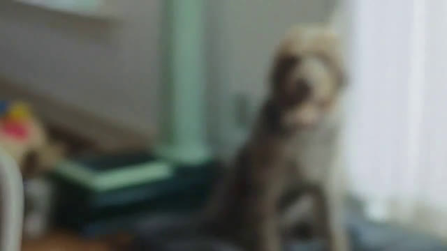 what kind of dog is in the pedigree commercial