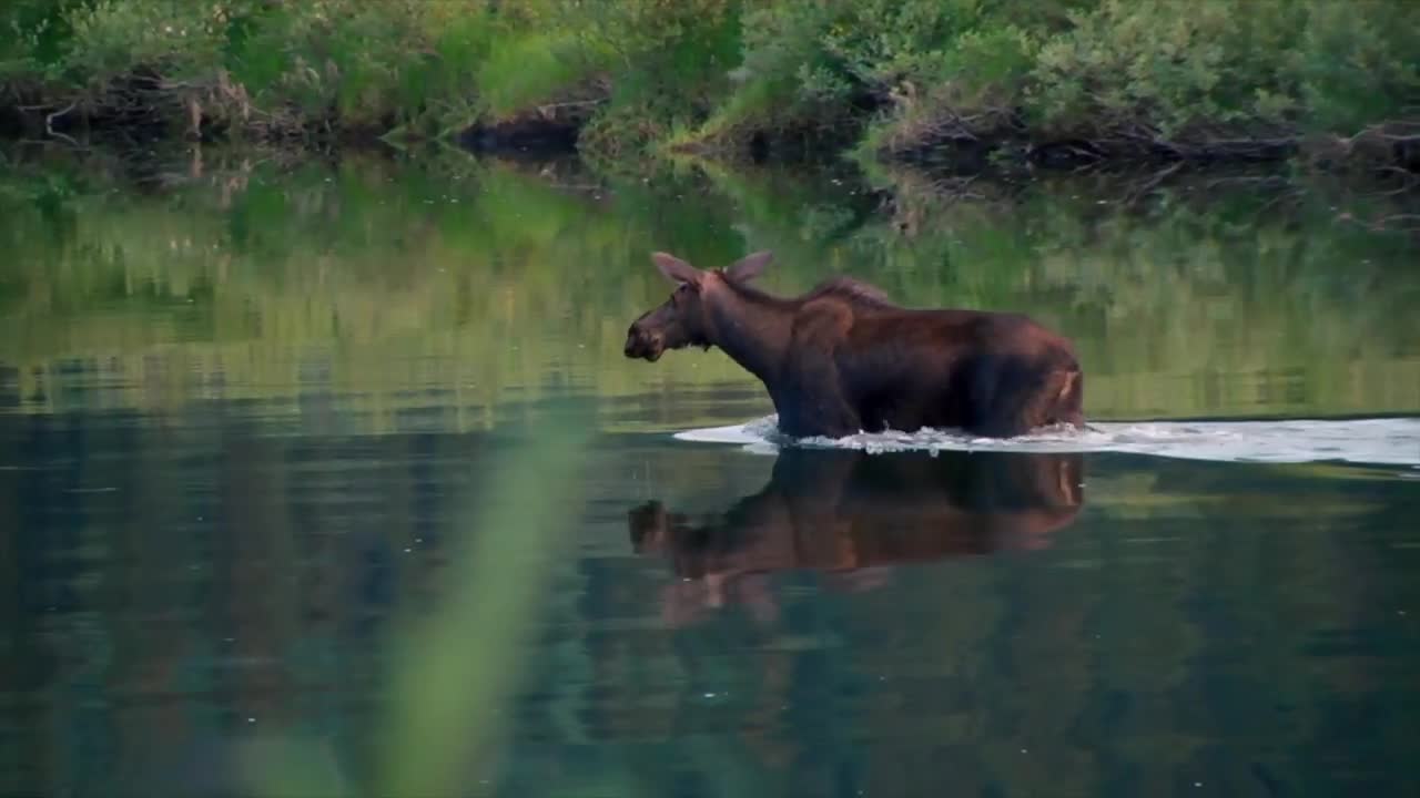  Moment of Chill: Reflections