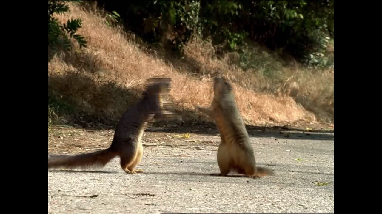 Geico Squirrels GEICO Insurance Ad Commercial on TV
