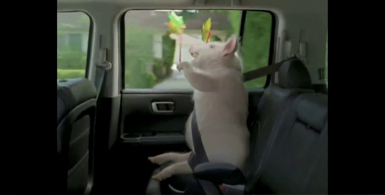 Geico The Best of GEICO Maxwell the Pig Ad Commercial on TV