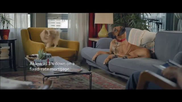  Dogs a new place to live