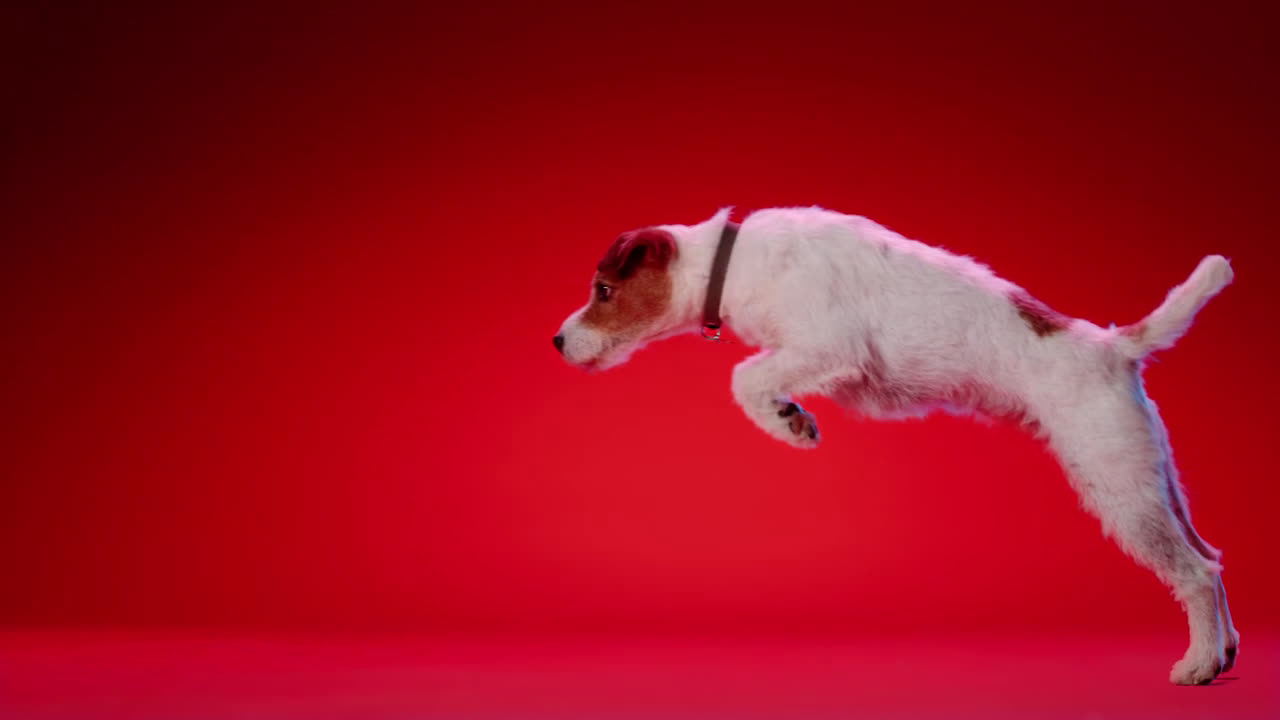 Petco Royal Canin At Petco Feed Their Magnificence Ad Commercial On Tv