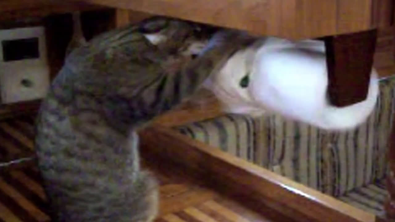 sonic bark deterrent