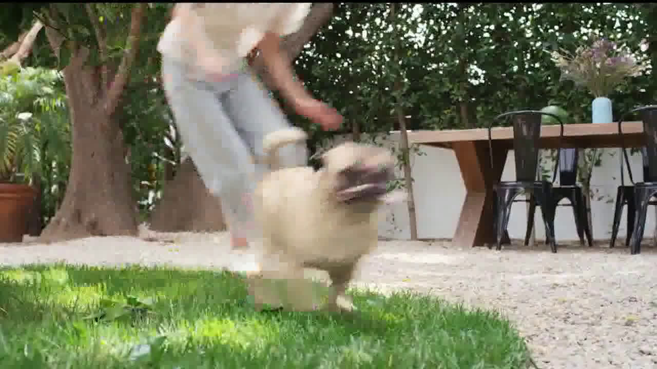  glasses bitten by the dog