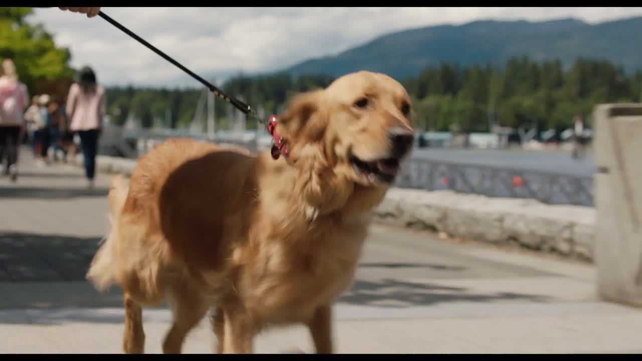  The Art of Racing in the Rain | Denny & Enzo: The Perfect Friendship