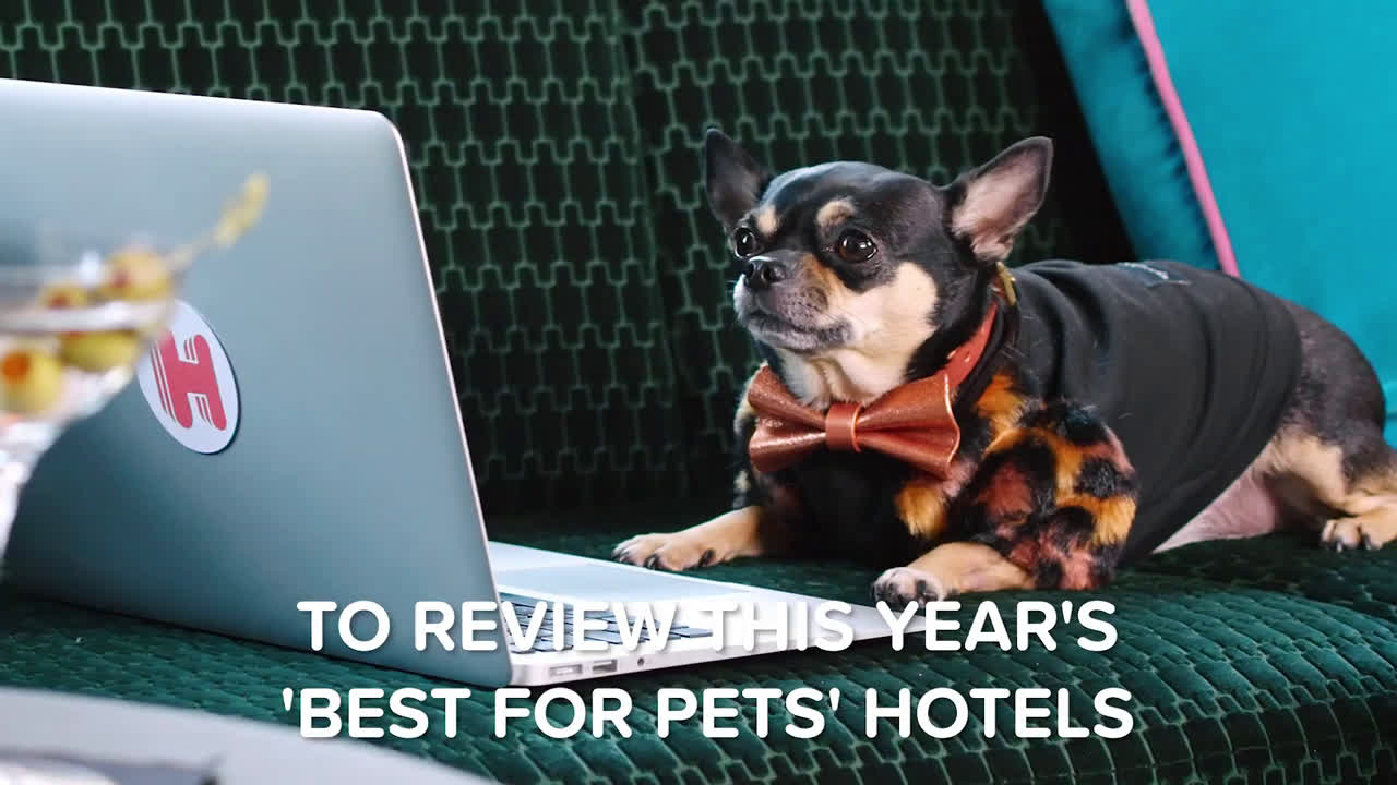  is seeking a doggy diva #CanineCritic