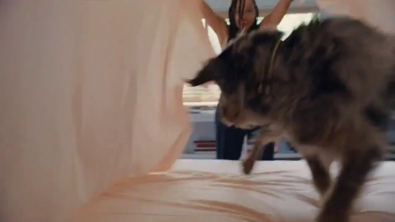 casper mattress kitten