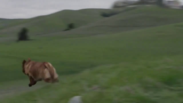 what kind of dog is in the subaru commercial