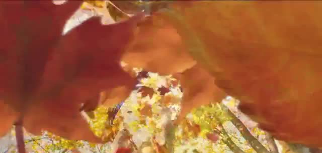  2020 Subaru Ascent - Fall in Love Song by Flights and Arrows 