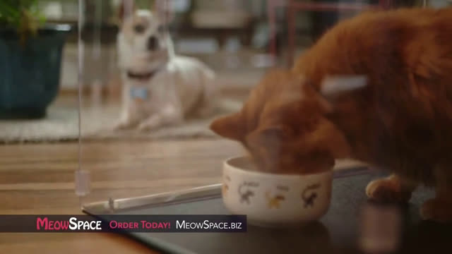 meow mix standing cat commercial