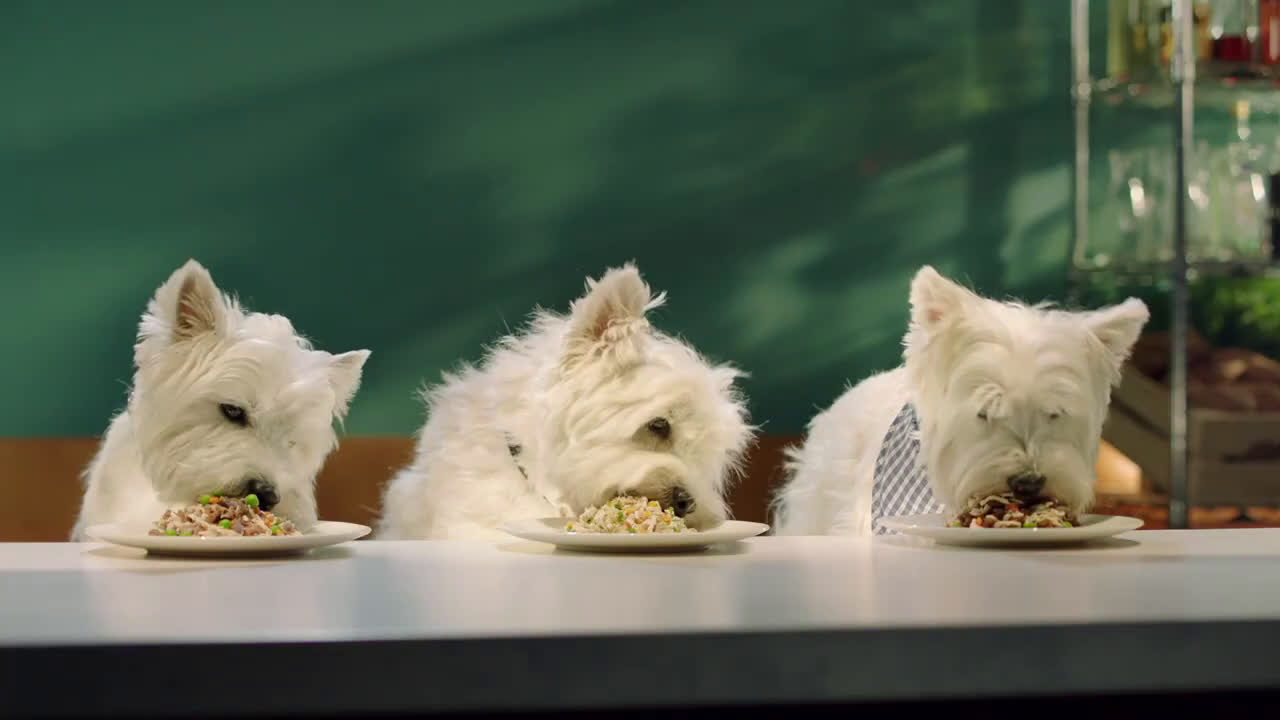 cesar dog food commercial song