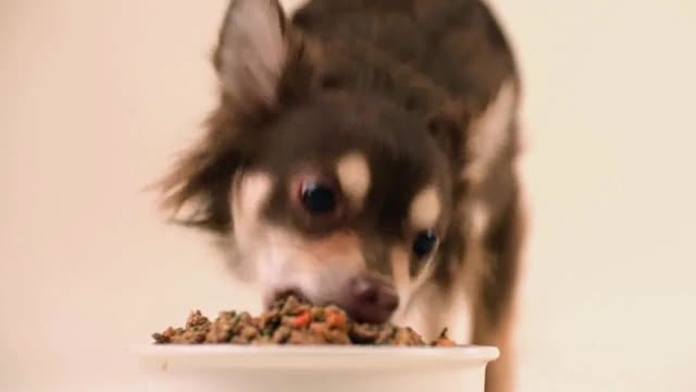 the farmer's dog ads