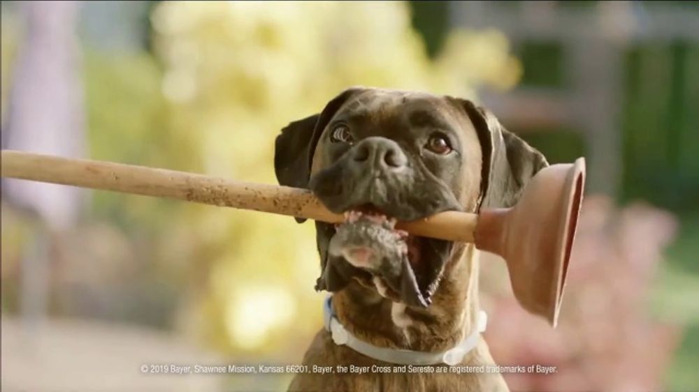 ¿Quién es la actriz que aparece en el anuncio de Seresto "Protection First"?